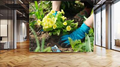 Close-up of woman hands planting yellow primrose flowers in garden Wall mural