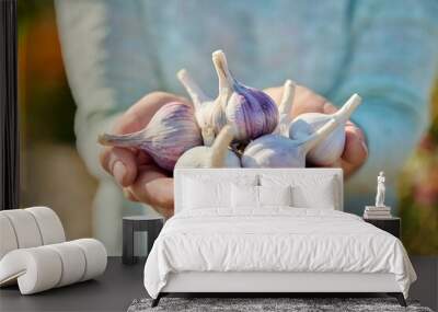 Closeup of head of garlic in woman hands, outdoor Wall mural