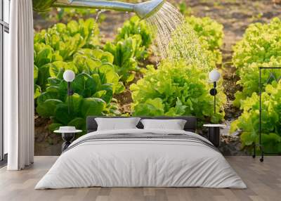 Growing lettuce, watering the garden bed with a watering can Wall mural