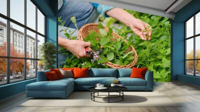 Hands with garden shears and wicker plate with aromatic fresh Lemon balm mint Melissa officinalis herbs Wall mural