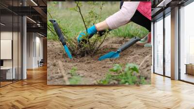 Spring gardening, mature female gardener wearing gloves with garden tools and soil under rose bush Wall mural