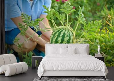 Woman gardener with watermelon berry in her hands, on watermelon garden Wall mural