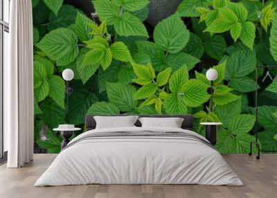 background of raspberry leaves. young raspberry bush Wall mural