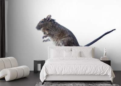 rodent degu flying in the air. isolation on white background Wall mural