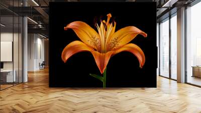 lily flower isolated on black background Wall mural