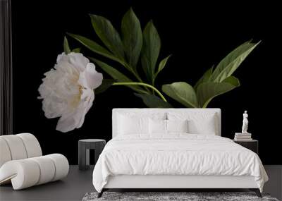 peonies isolated on a black background Wall mural