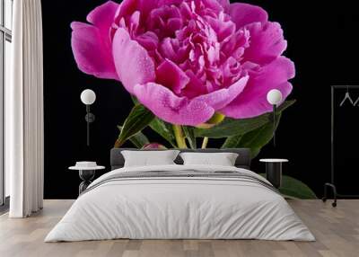 Peony flowers on a black background Wall mural