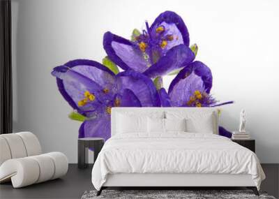 purple flowers isolated on white background Wall mural