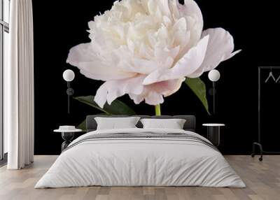 white peonies isolated on black background Wall mural