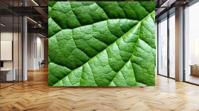 High resolution green leaf close up texture background Wall mural