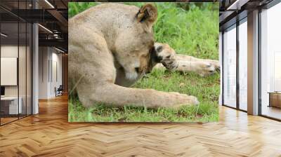 Lion wild dangerous mammal africa savannah Kenya Wall mural