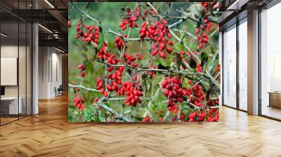 barberry 2 Wall mural