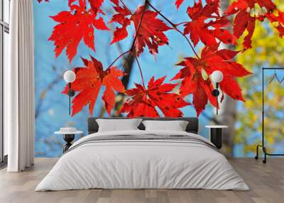 Branch of maple 2 Wall mural