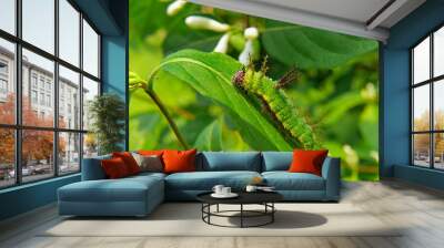 Caterpillar of Butterfly Purple 4 Wall mural