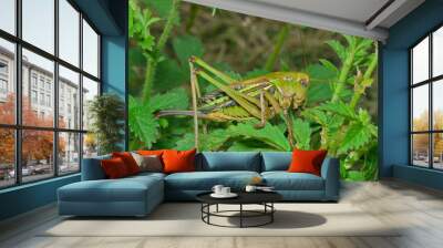 grasshopper 25 Wall mural