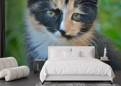 Kitten 7 Wall mural