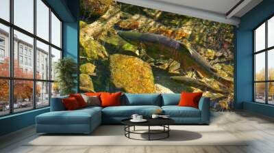 salmon on spawing 3 Wall mural