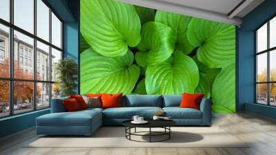 large green hosta leaves. green natural background. view from above. Wall mural