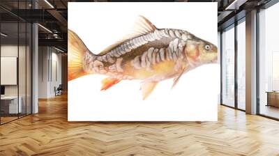 Carp fish on a white background Wall mural