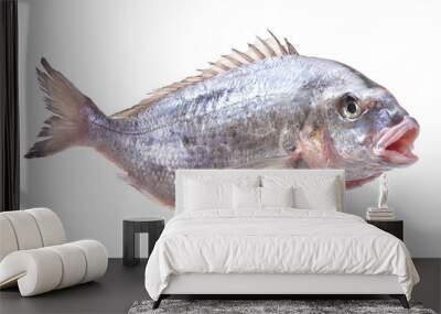 Dorado fish isolated on white Wall mural