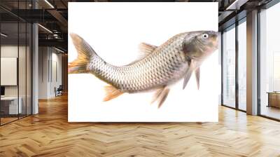 Fish carp Isolated on white background Wall mural