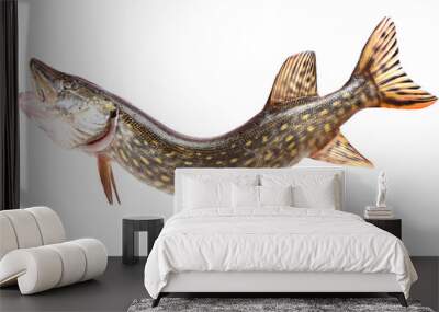 Fish pike isolated Wall mural