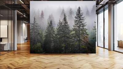 pine trees in fog - forest background Wall mural