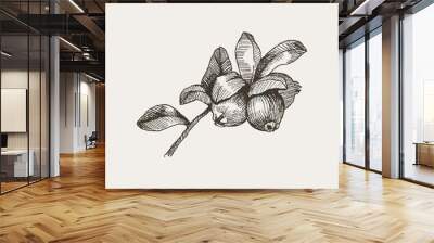 Blackberry. Vintage hand drawn illustration of bramble berries and leaves. Vector floral graphic elements isolated on white Wall mural