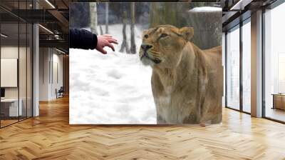 Communicating with lioness through glass Wall mural