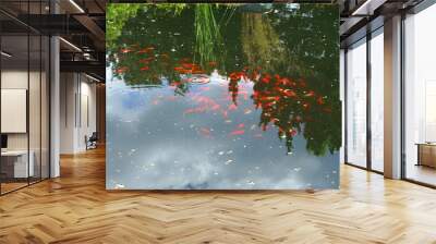 Koi, colored varieties of Amur carp (Cyprinus rubrofuscus), in outdoor water garden Wall mural