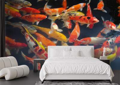 Japanese fish for ornamental ponds and aquariums Wall mural