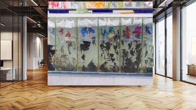 commercial aquarium with juvenile angelfish and Siamese fighting fish, popular artificial aqua trade breeds of widespread ornamental fish on sale, aqua pet shop Wall mural