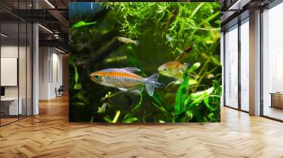 Congo tetra, Phenacogrammus interruptus, male and female endemic of tropical African Central Congo river basin, in natural biotope aquarium Wall mural