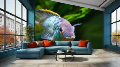 freshwater colorful adult male cichlid Nannacara anomala neon blue facing the camera Wall mural