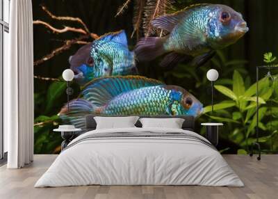 group of nannacara, adult active and healthy freshwater cichlid fish, artificial breed, dominant male and females in natural planted aquarium, colorful aquadesign Wall mural