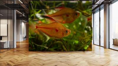 juvenile bleeding heart tetra, red spot side, Rio Negro endemic characin fish in blackwater biotope planted style aquarium, LED low light design, brown tannin stained acid water, blurred background Wall mural