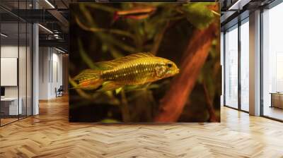 wild caught and imported adult male Apistogramma mendezi, rare freshwater dwarf cichlid in aggressive coloration, blackwater Rio Negro biotope aquadesign, low pH acidic habitat Wall mural