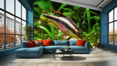 young active female of popular freshwater ornamental common krib species, endemic of African river Congo, kribensis cichlid in nature aquarium Wall mural