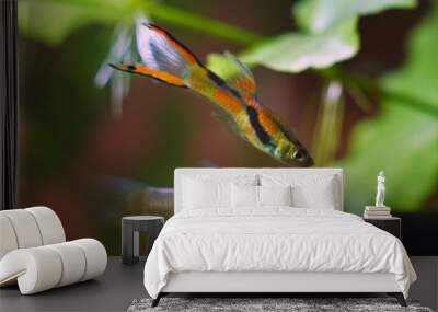 young female of freshwater aquarium fish endler guppy, followed by vibrant neon glowing colored male in background, nature aquarium with healthy inhabitant Wall mural