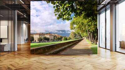 Park on medieval city wall in Lucca, Tuscany, Italy Wall mural