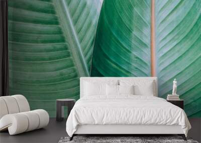 Palm leaves green background	 Wall mural