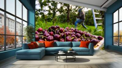 A bucket of raw lapins cherries. Freshly picked black sweet cherries and seasonal farm-workers in the orchard. Selective focus Wall mural