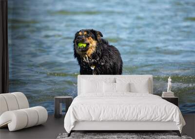 close up of similar dog malamute playing in water having fun playing in the river with its wet black fur with a tennis ball Wall mural