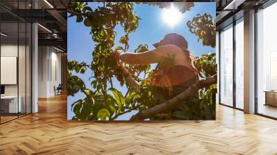 low angle view of a caucasian woman up between tree branches picking peach fruits, under the sunlight during sunny hot summer day with clear blue sky Wall mural