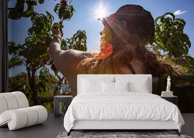 rear view of a caucasian woman between tree branches and leaves picking peach fruits, with the sun is shining in the sky during a sunny hot summer day Wall mural