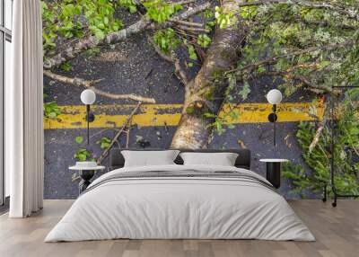 Top view of an uprooted tree trunk across the road markings dividing two lanes of a main carriageway after storm causes hazardous driving conditions. Wall mural