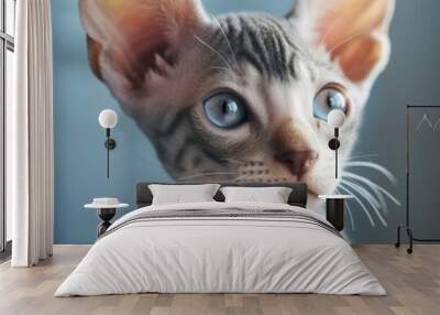 Portrait of a blue Cornish Rex kitten sitting in a light room beside a window. Closeup face of a cute Cornish Rex kitty at home. Portrait of a little cat with gray sleek fur looking to the side. Wall mural