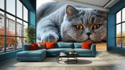 a fat British Shorthair cat with round eyes and grey fur is lying on the table, generative AI Wall mural