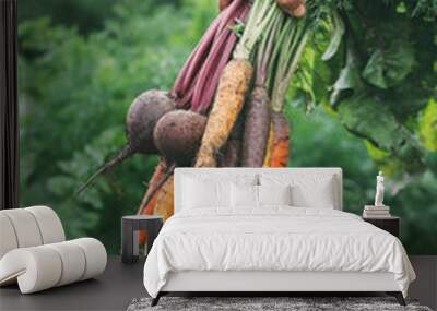 Bunch of carrots and beets in women's hand. Wall mural