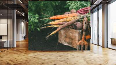 Organic vegetables. Carrots and beets in a wooden box in the garden. Harvest. Wall mural